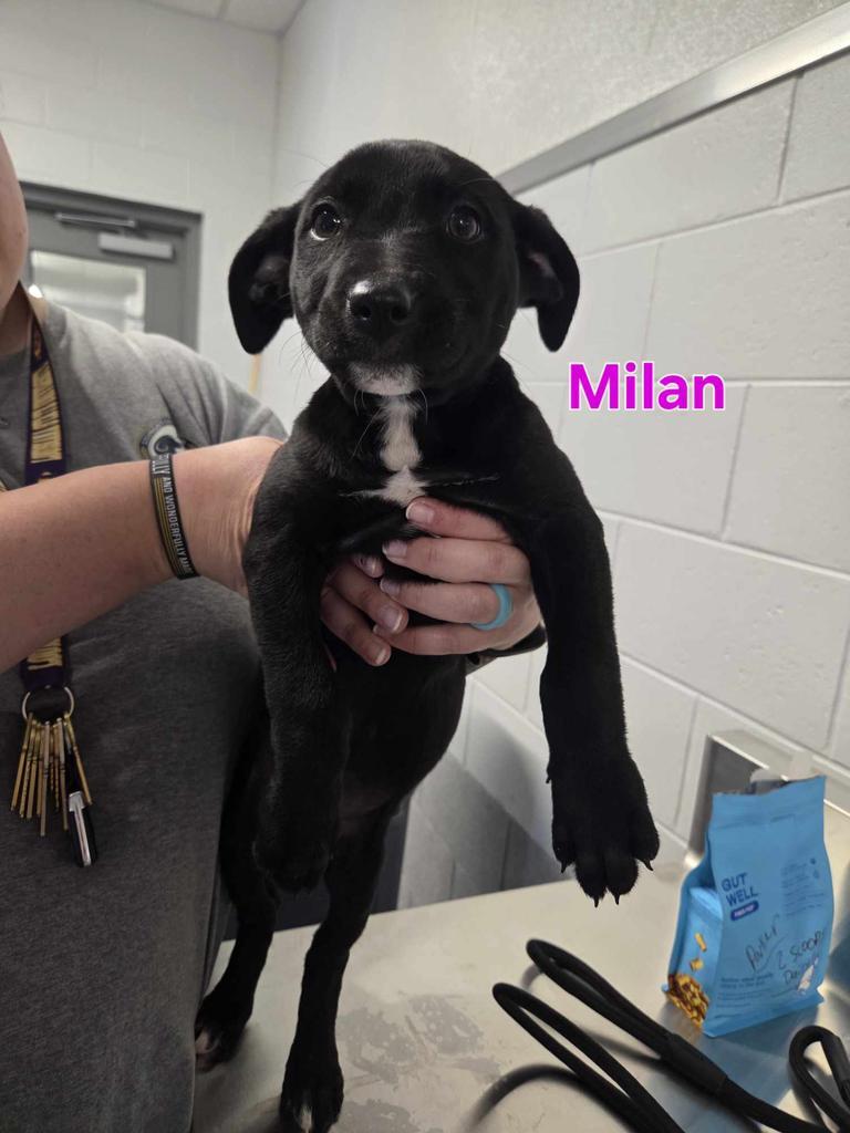 Enlarge Darla / Milan, a Adoptable mixed breed in Livingston, LA image 3/3