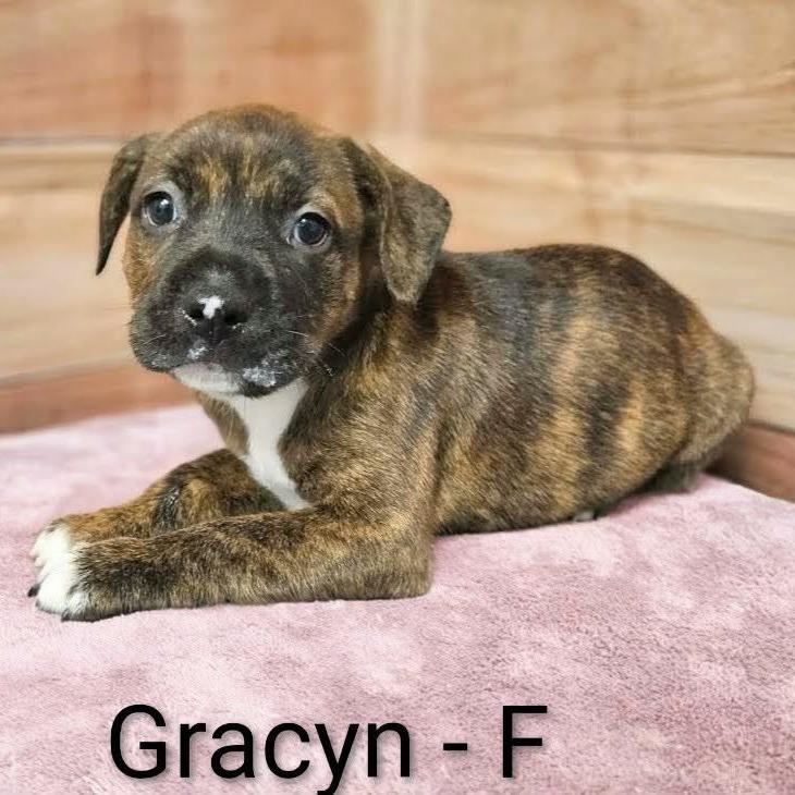 Gracyn, Adoptable, Puppy Female Pit Bull Terrier & Mixed Breed.