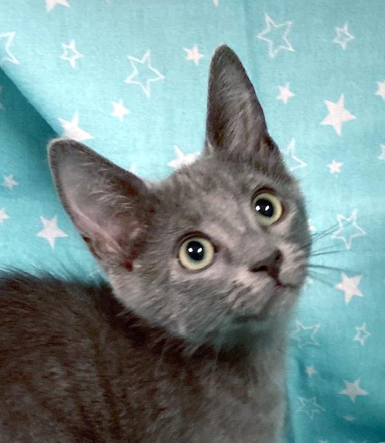 Echo, a ADOPTABLE mixed breed in Lake Monroe, FL image 5/6