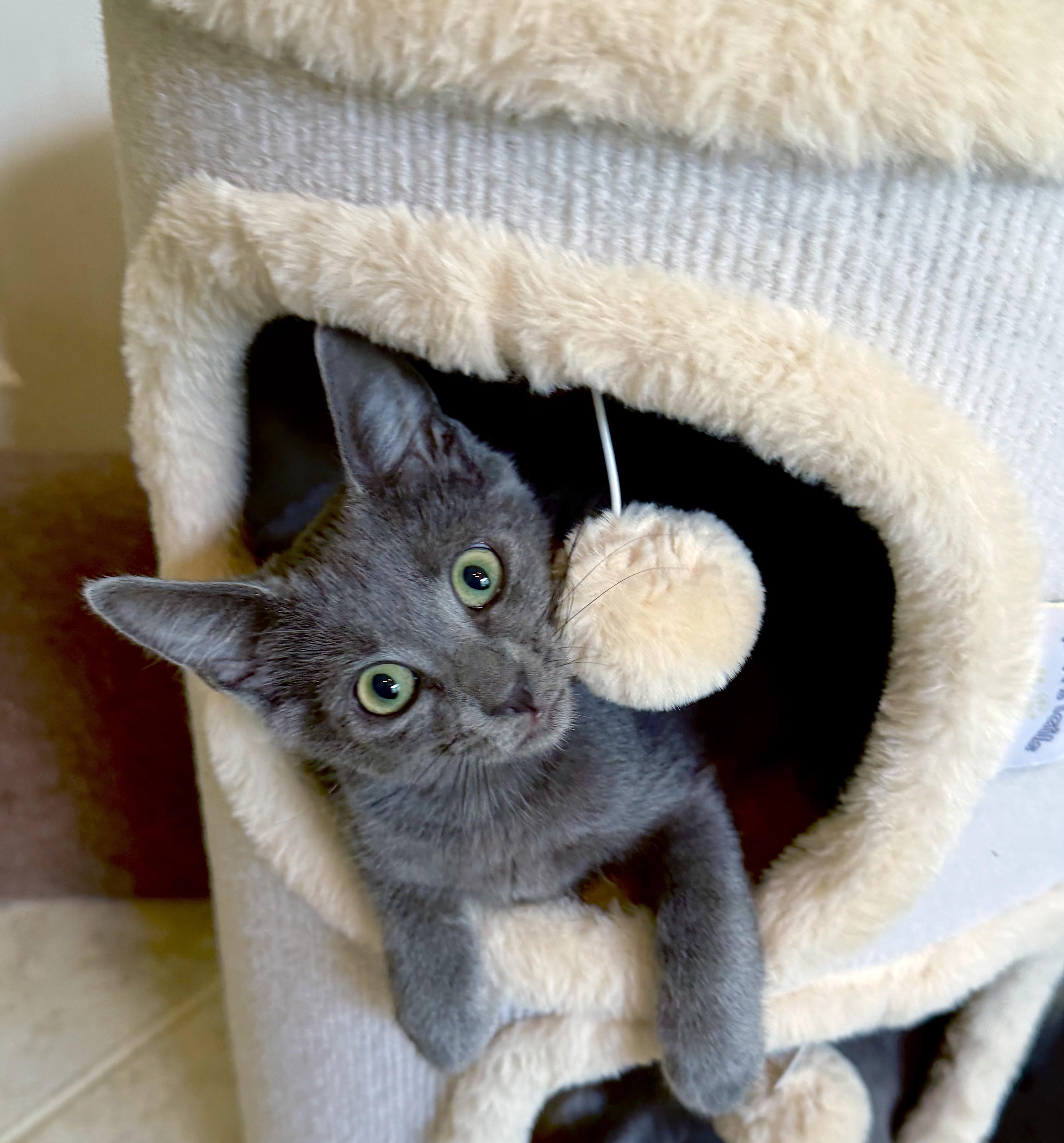 Echo, a ADOPTABLE mixed breed in Lake Monroe, FL image 2/6