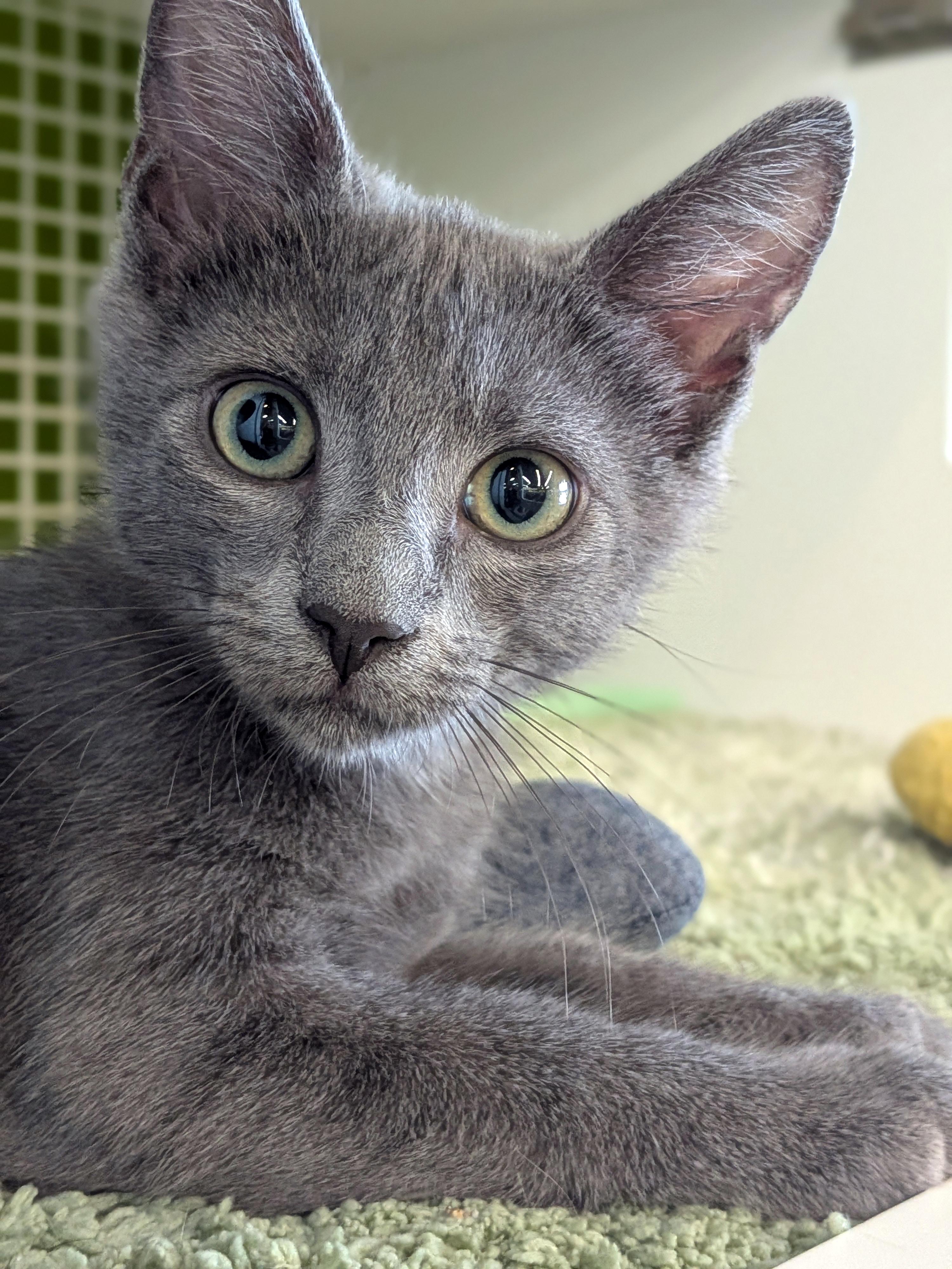 Echo, a ADOPTABLE mixed breed in Lake Monroe, FL image 3/6