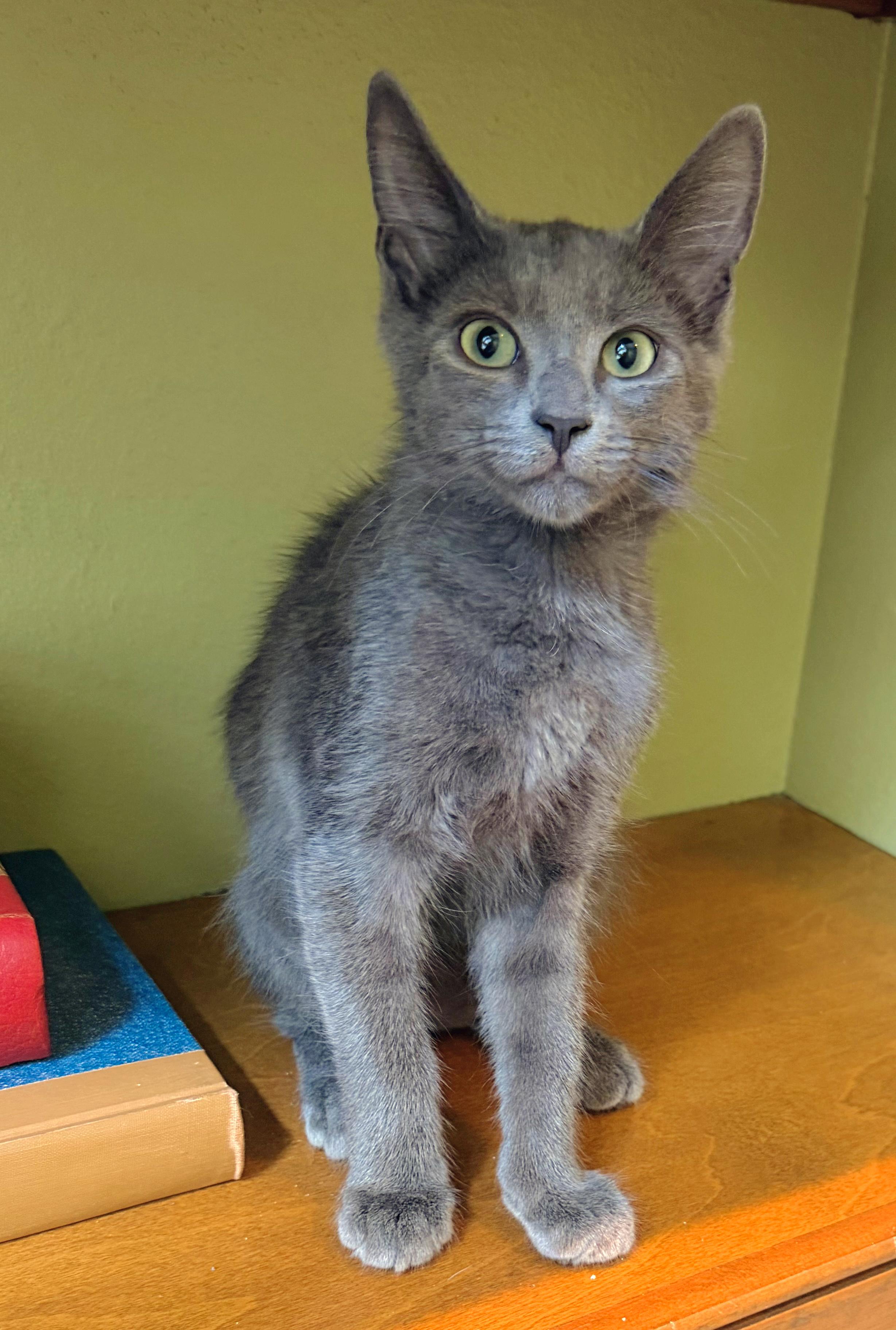 Echo, a ADOPTABLE mixed breed in Lake Monroe, FL image 6/6