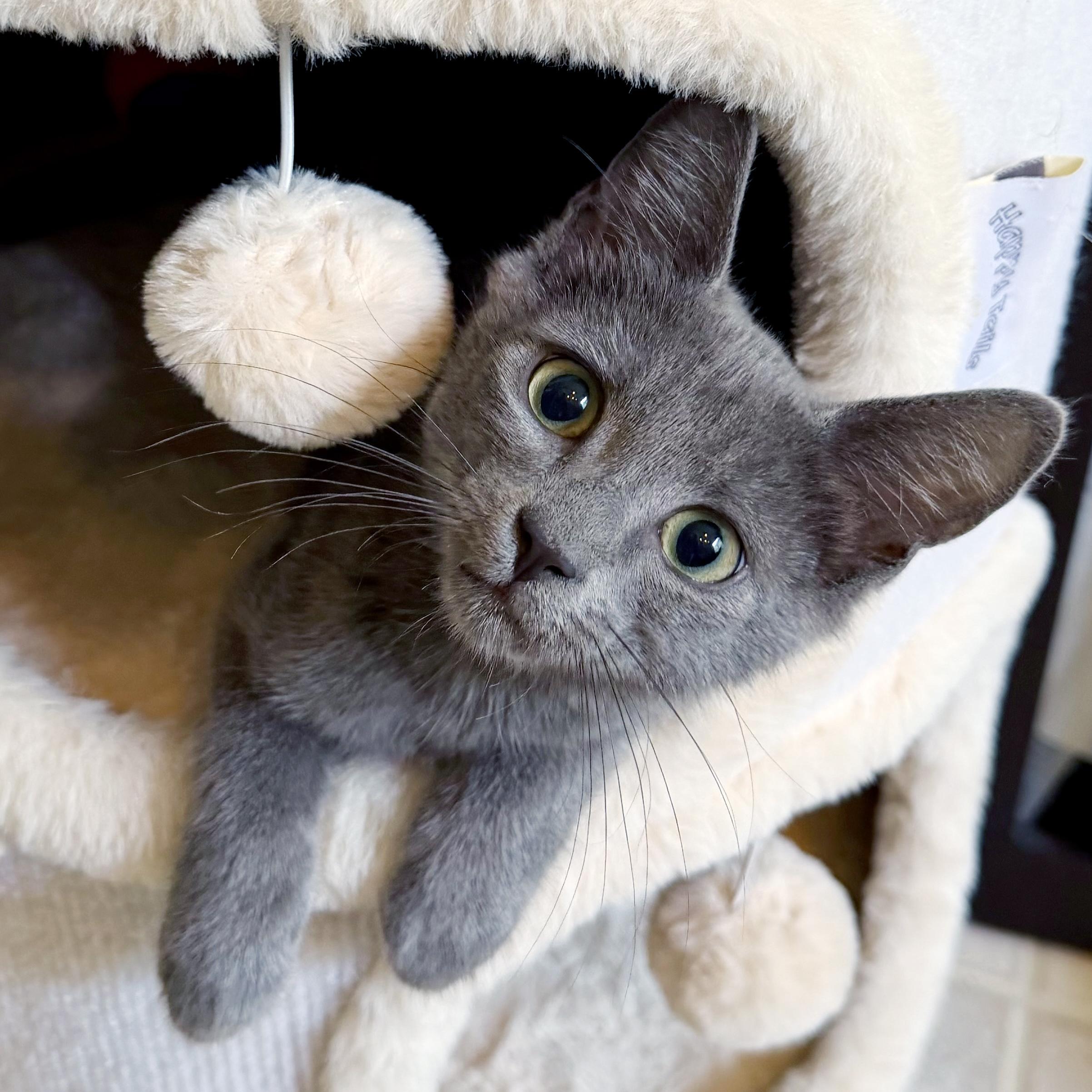 Echo, ADOPTABLE, Kitten Male Domestic Short Hair.