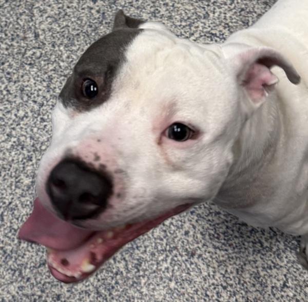 Enlarge Jersey, a Adoptable mixed breed in Golden, CO image 1/2