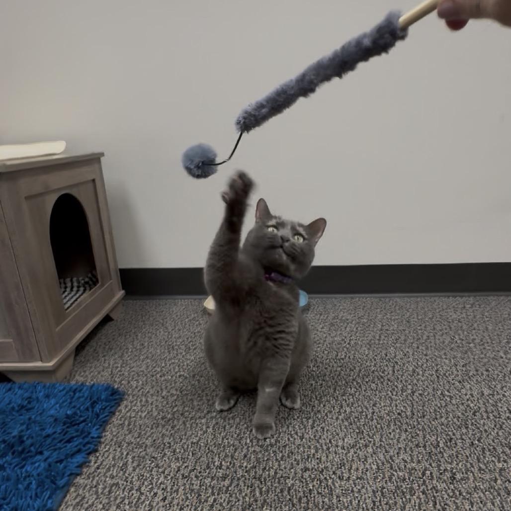 Enlarge Freyja, an adopted British Shorthair in Waco, TX image 4/6