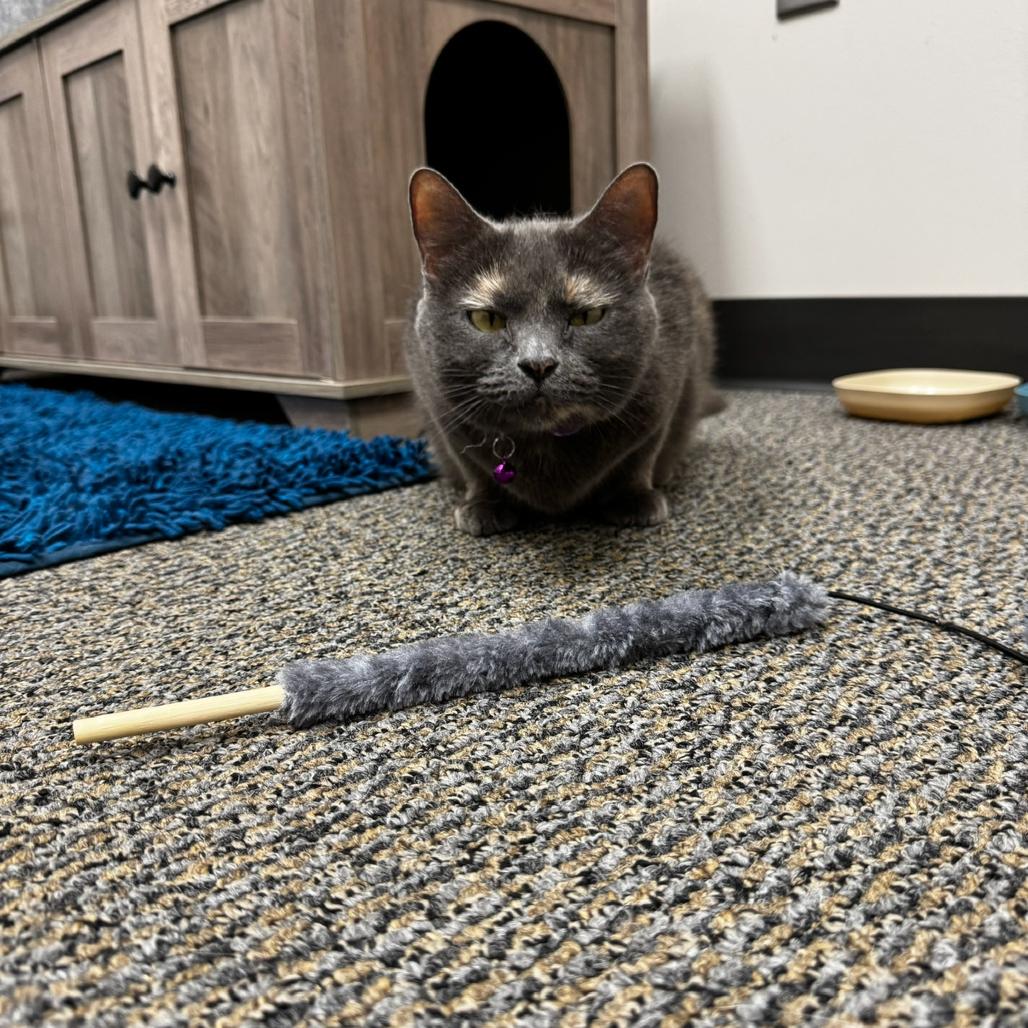 Enlarge Freyja, an adopted British Shorthair in Waco, TX image 6/6