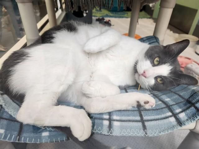 BEAR, Adoptable, Adult Male Domestic Short Hair.