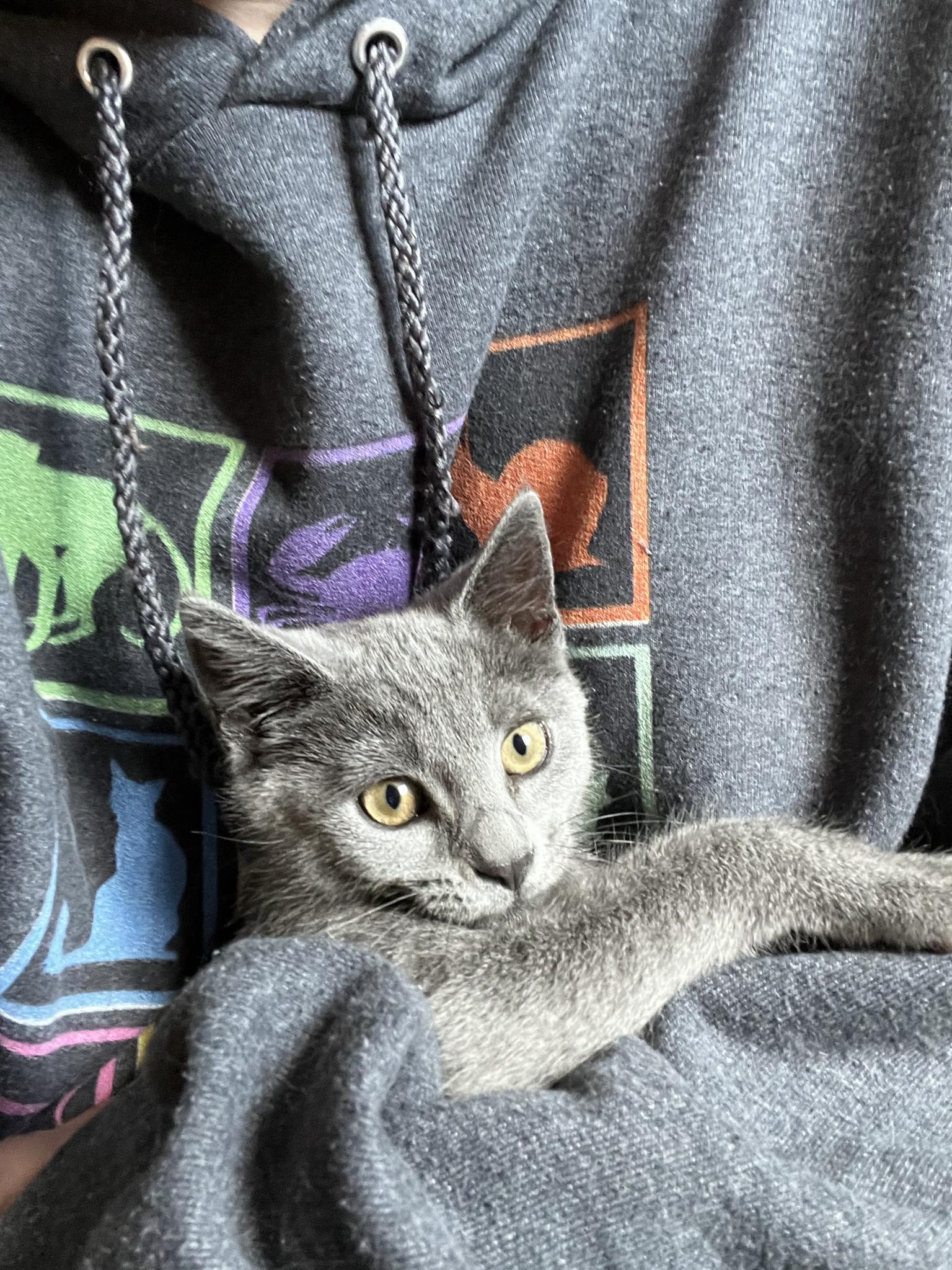 Elowen, Adopted, Kitten Female Domestic Short Hair.