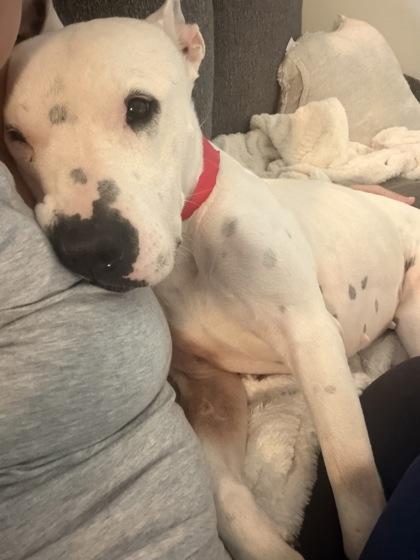 Izzy (159886) (In a Foster Home), a ADOPTABLE Terrier in Baton Rouge, LA image 2/6