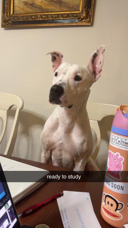 Izzy (159886) (In a Foster Home), a ADOPTABLE Terrier in Baton Rouge, LA image 5/6