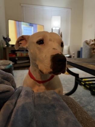 Izzy (159886) (In a Foster Home), a ADOPTABLE Terrier in Baton Rouge, LA image 3/6