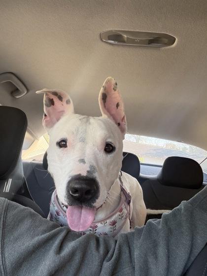 Izzy (159886) (In a Foster Home), a ADOPTABLE Terrier in Baton Rouge, LA image 1/6