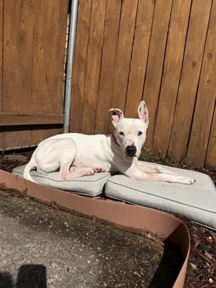 Izzy (159886) (In a Foster Home), a ADOPTABLE Terrier in Baton Rouge, LA image 6/6