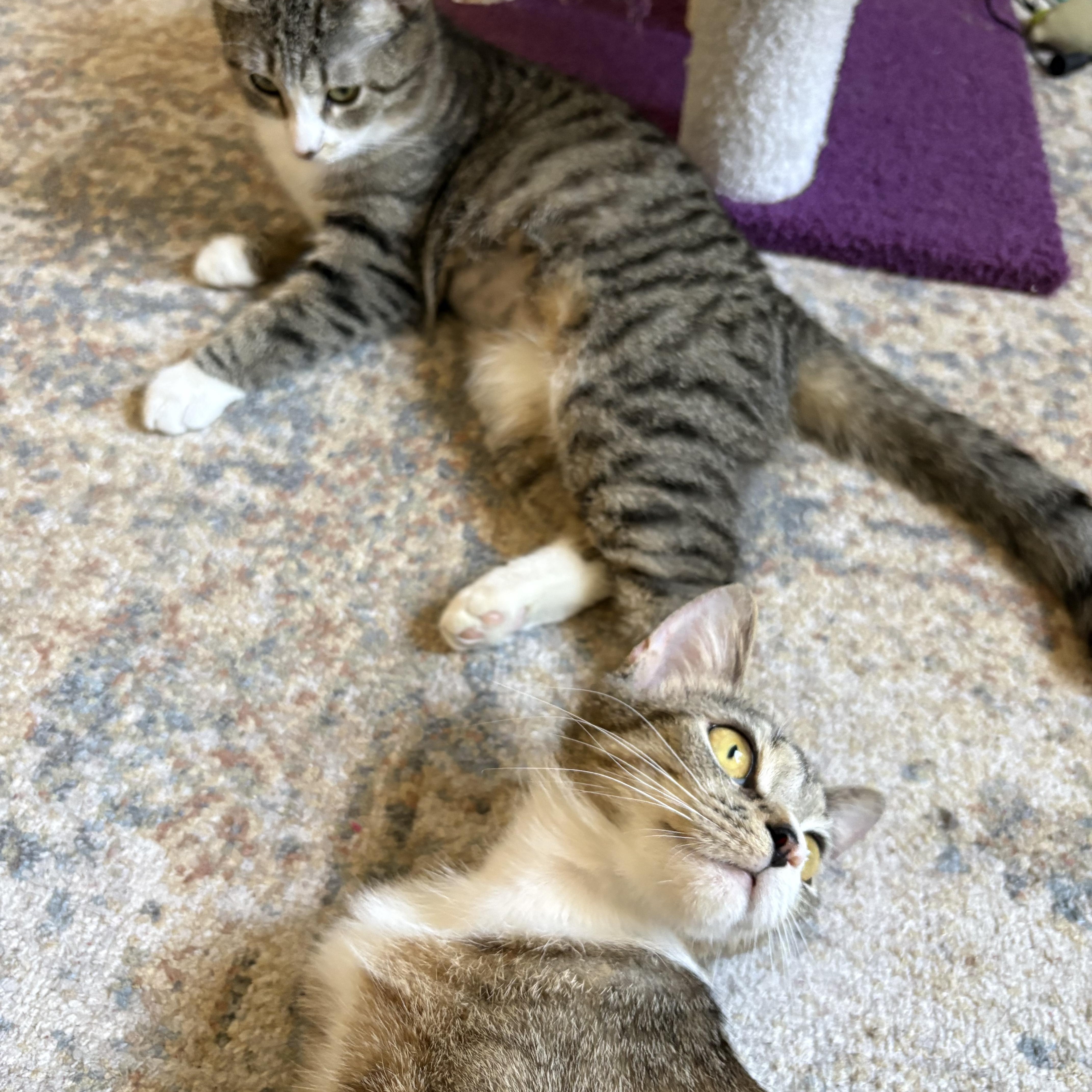 Enlarge Matilda and Tabitha, a ADOPTABLE mixed breed in Brooklyn, NY image 6/6