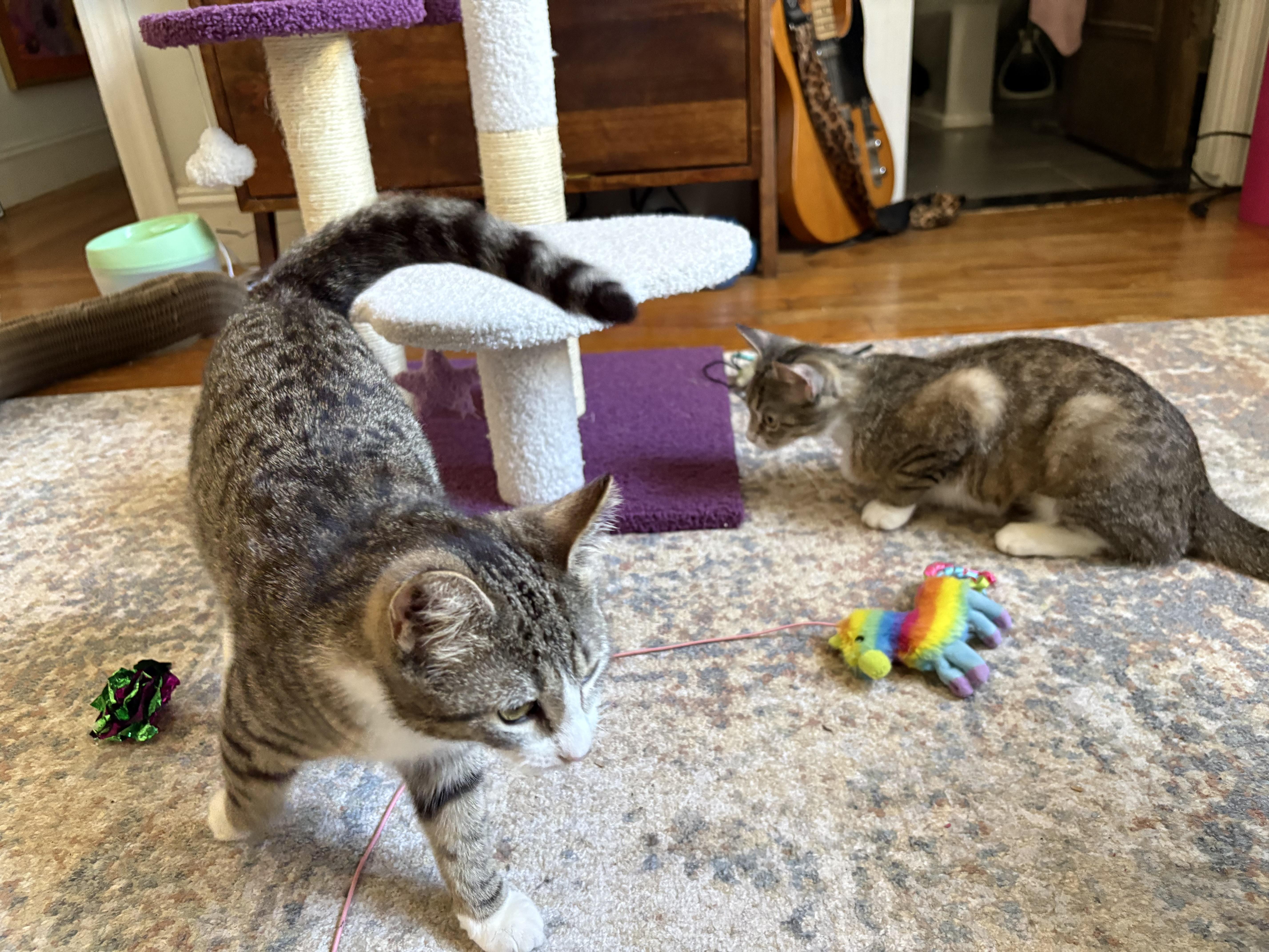 Enlarge Matilda and Tabitha, a ADOPTABLE mixed breed in Brooklyn, NY image 1/6