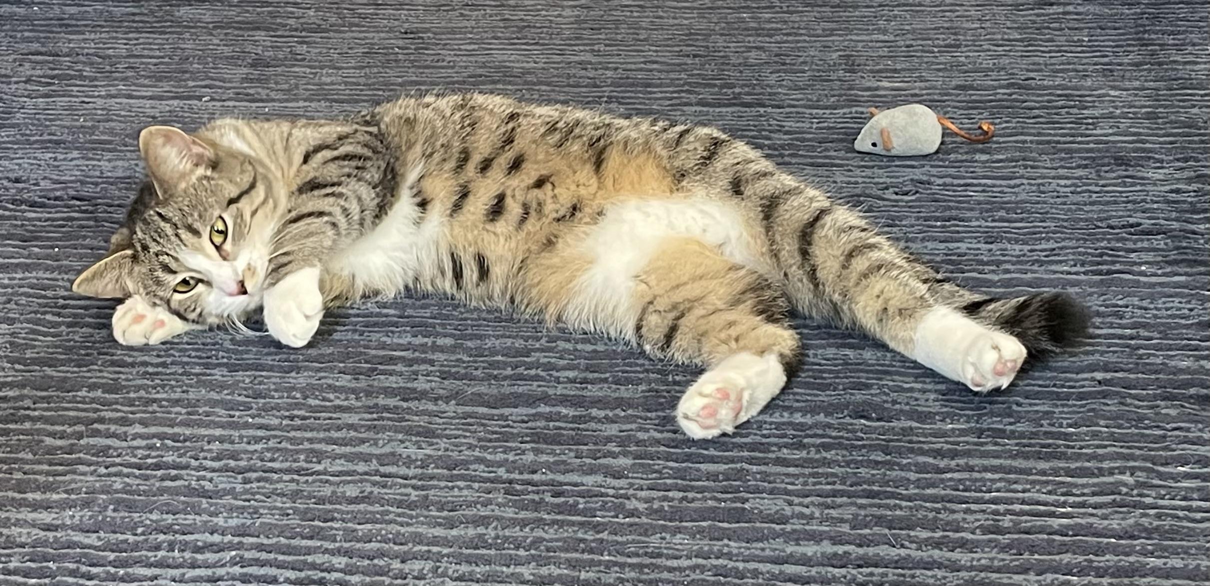 Enlarge Matilda and Tabitha, a ADOPTABLE mixed breed in Brooklyn, NY image 2/6