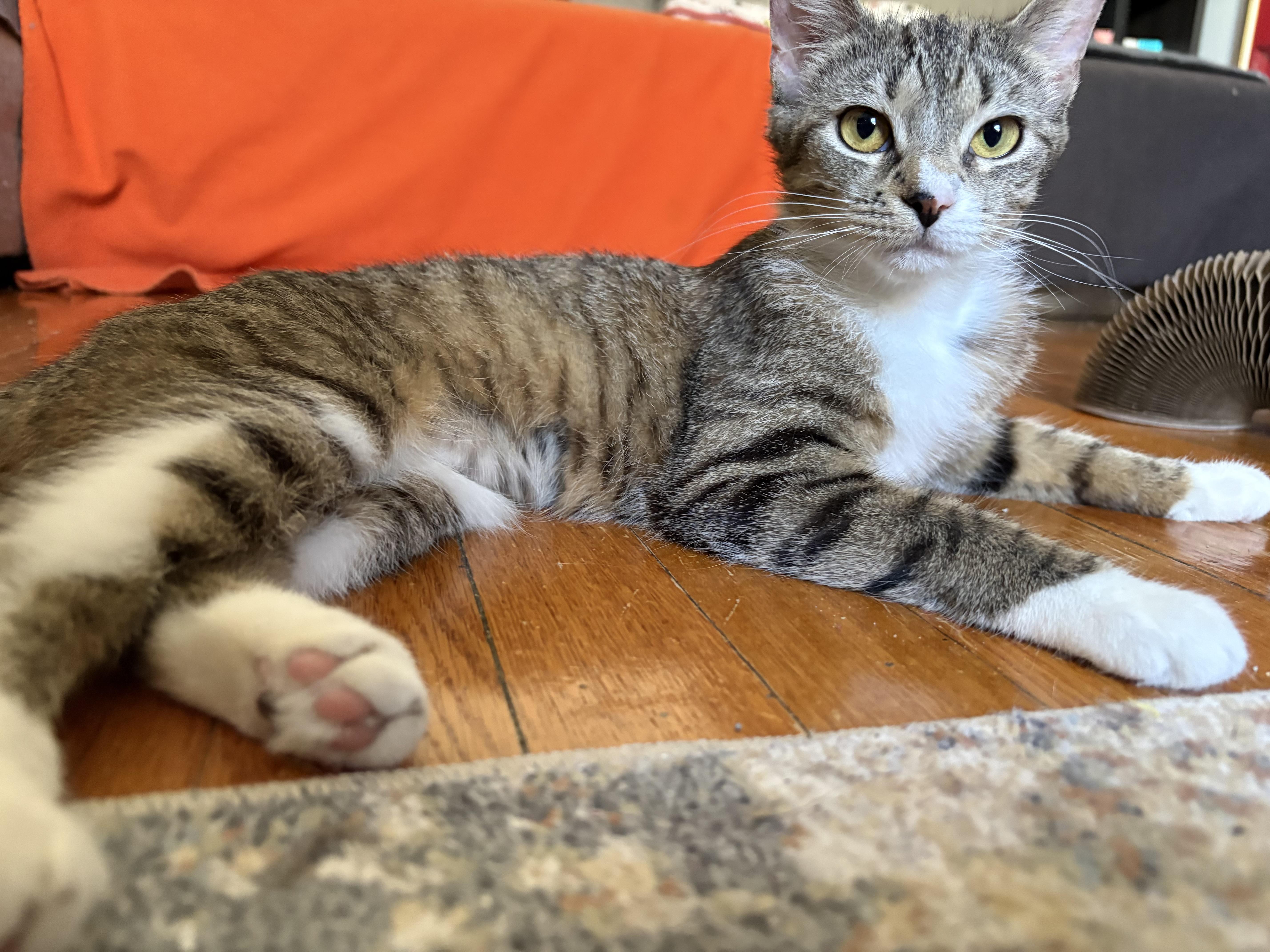 Enlarge Matilda and Tabitha, a ADOPTABLE mixed breed in Brooklyn, NY image 3/6