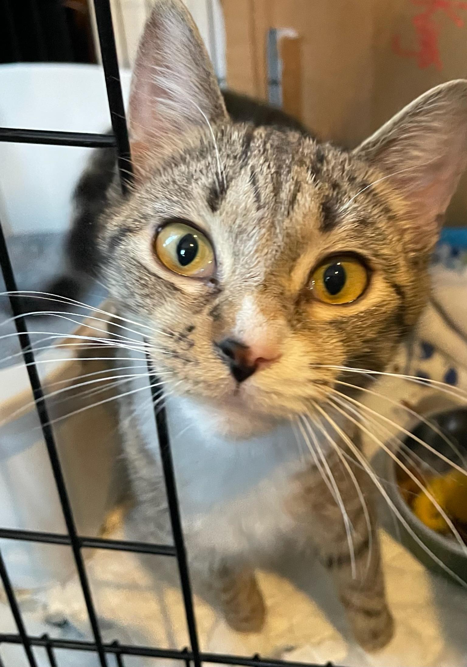 Enlarge Matilda and Tabitha, a ADOPTABLE mixed breed in Brooklyn, NY image 5/6