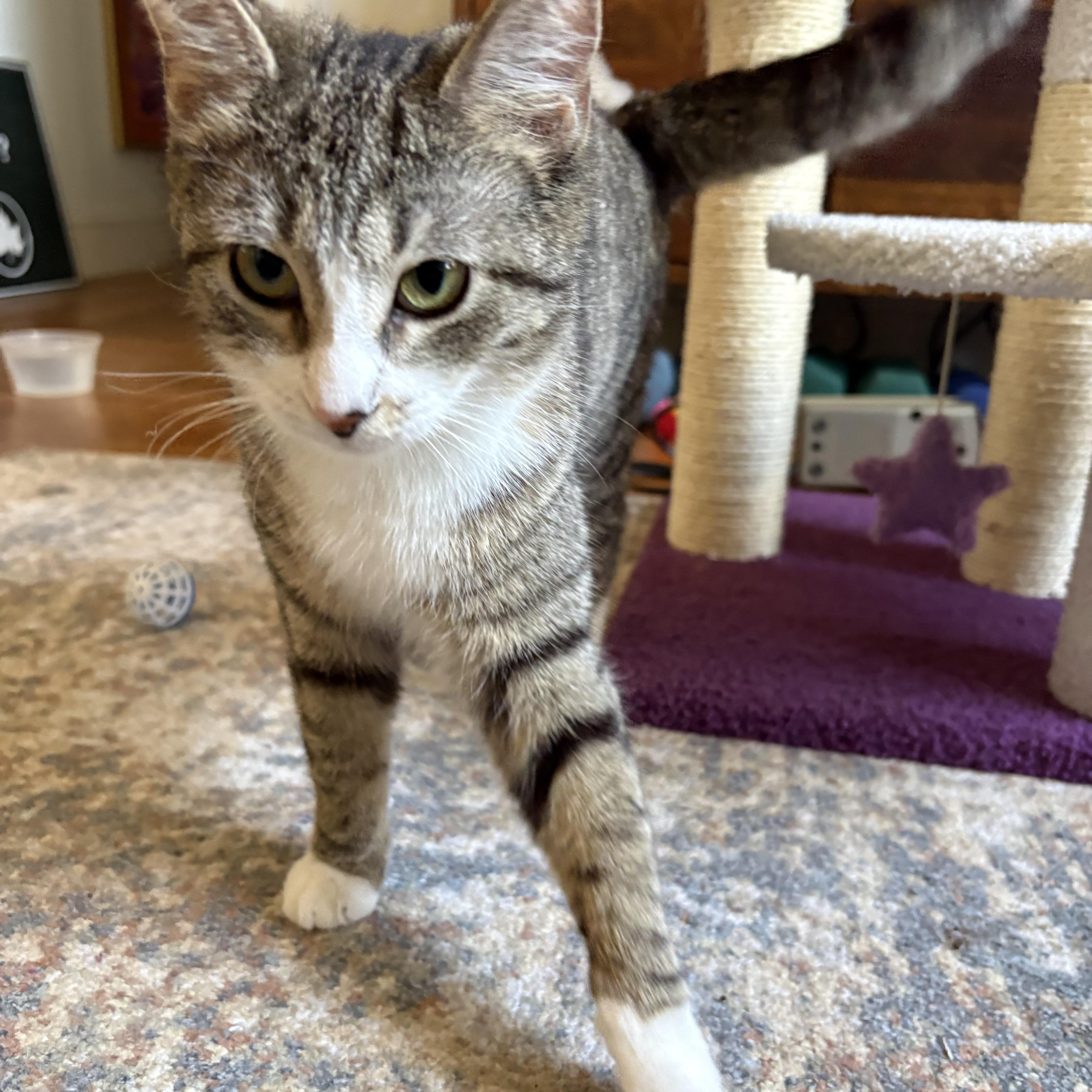 Enlarge Matilda and Tabitha, a ADOPTABLE mixed breed in Brooklyn, NY image 5/6
