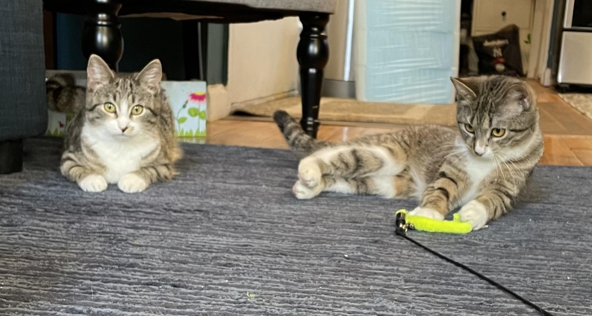 Matilda and Tabitha, ADOPTABLE, Kitten Female Domestic Short Hair & Tabby.