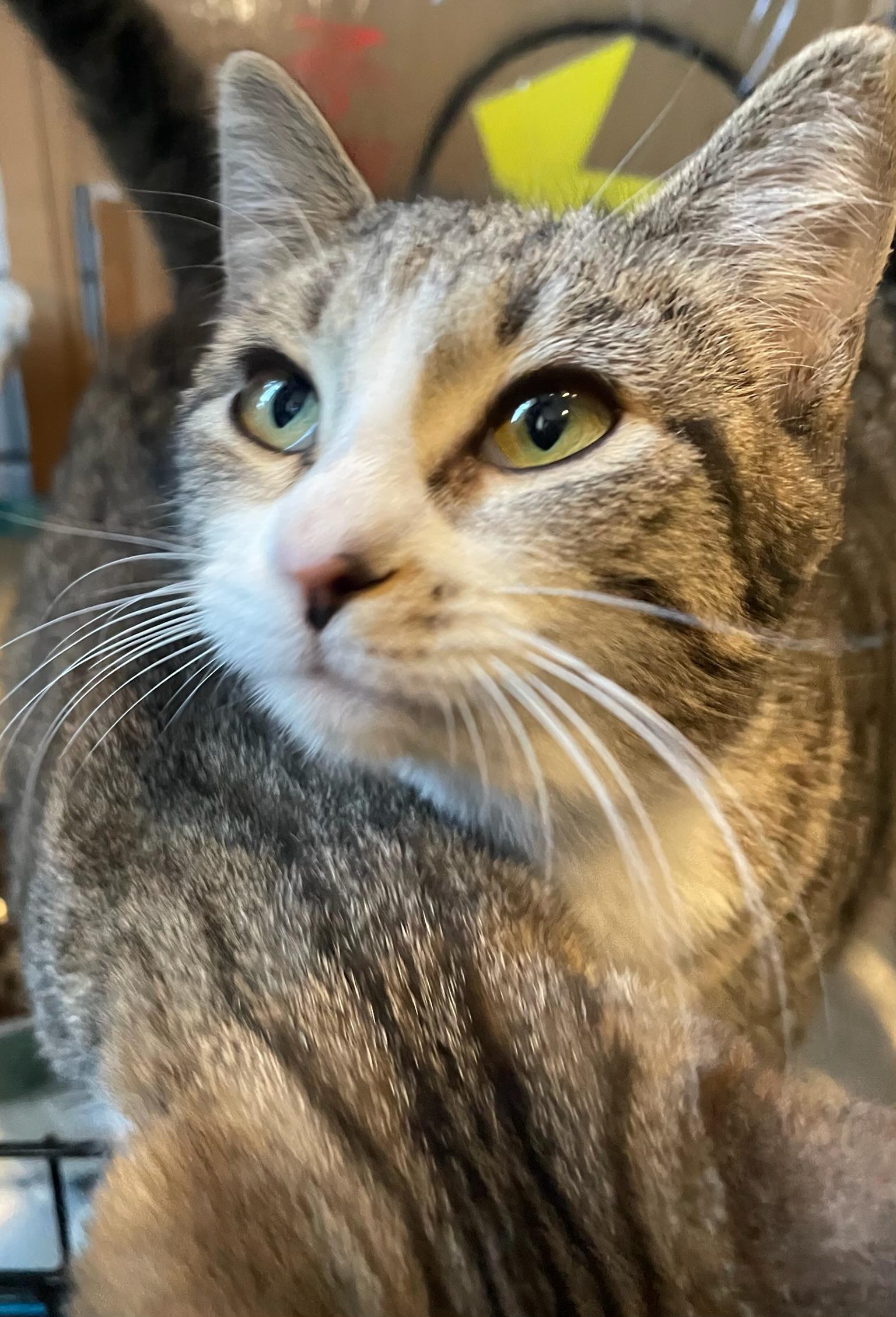 Enlarge Matilda and Tabitha, a ADOPTABLE mixed breed in Brooklyn, NY image 6/6