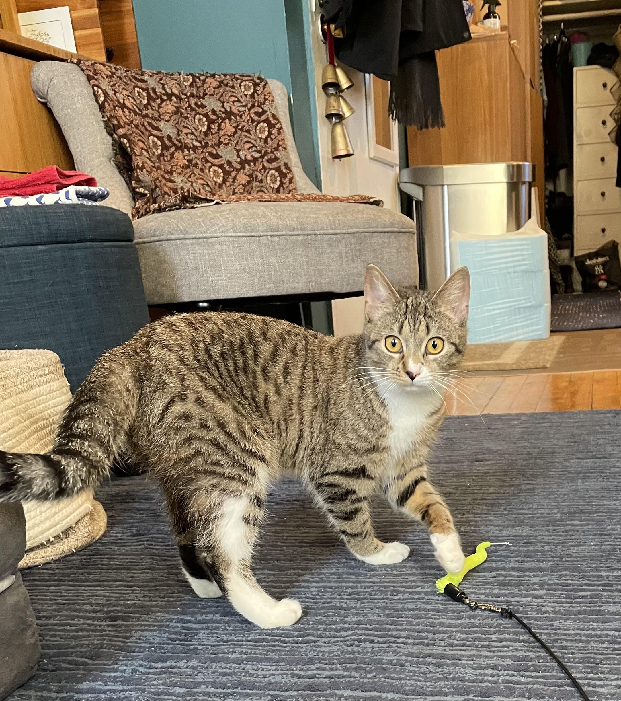 Enlarge Matilda and Tabitha, a ADOPTABLE mixed breed in Brooklyn, NY image 3/6