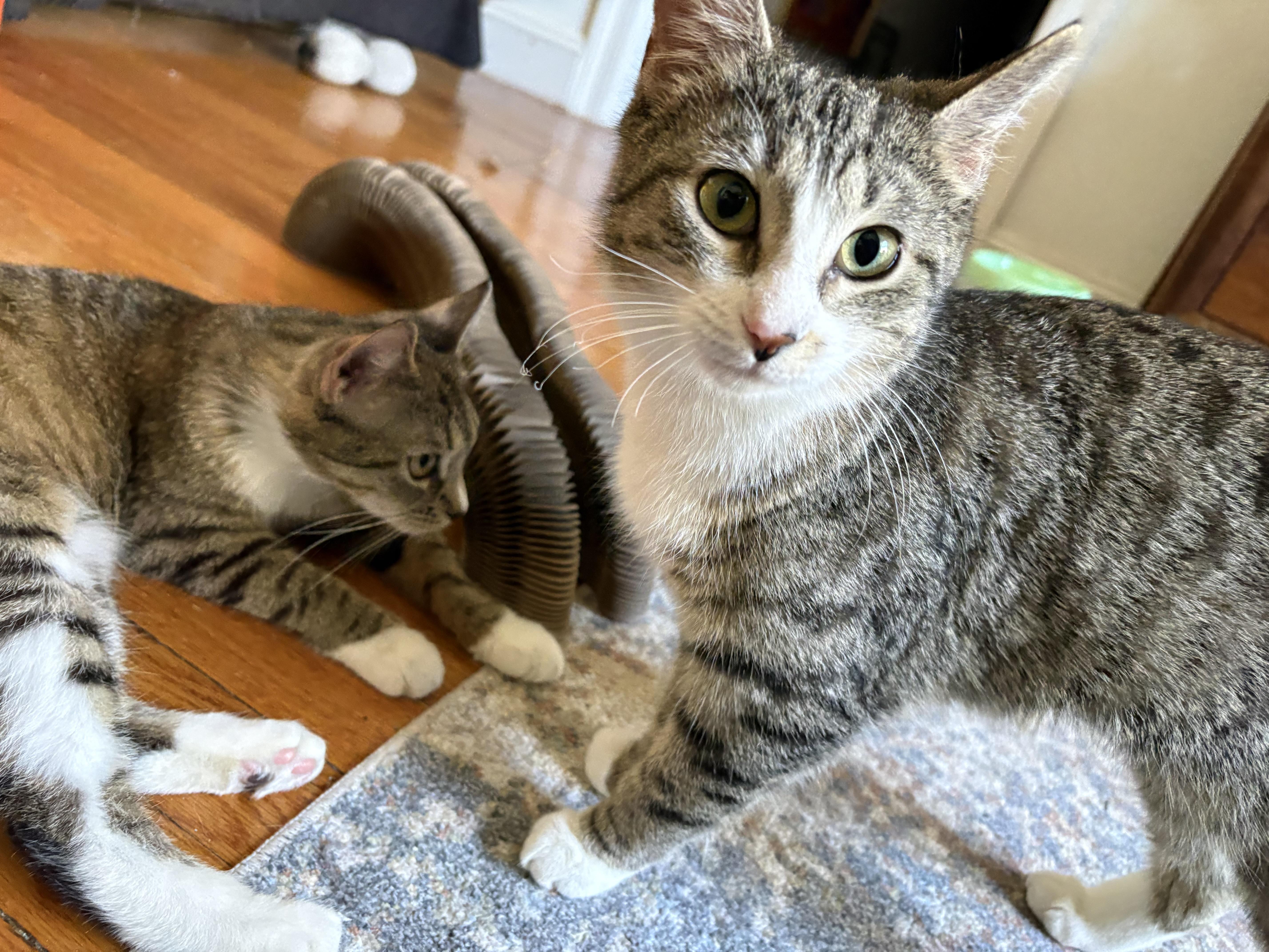 Enlarge Matilda and Tabitha, a ADOPTABLE mixed breed in Brooklyn, NY image 2/6
