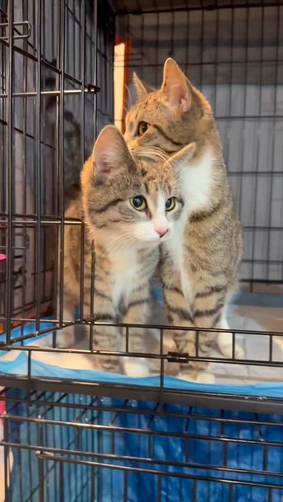 Enlarge Matilda and Tabitha, a ADOPTABLE mixed breed in Brooklyn, NY video 4/6