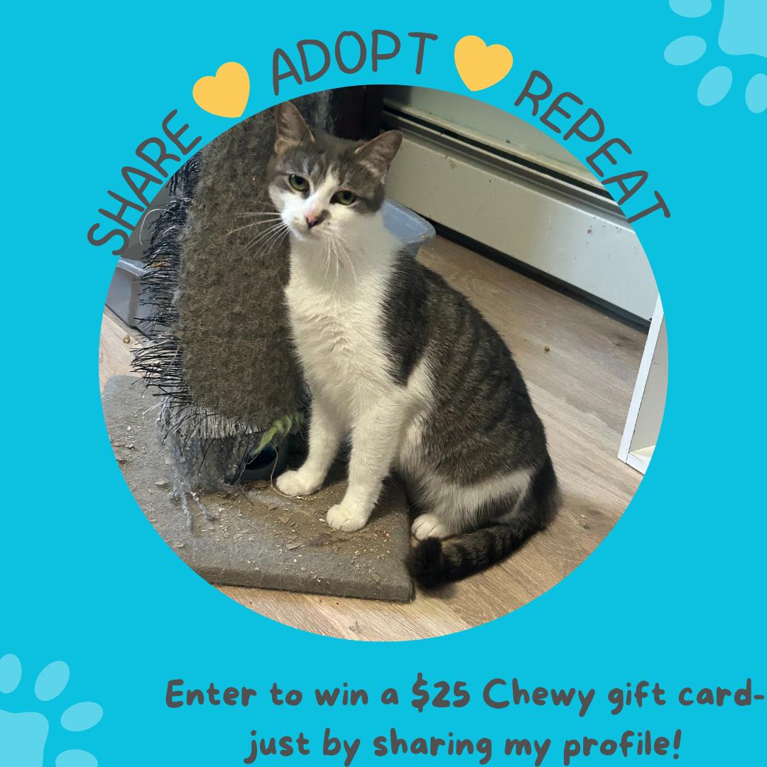 STERLING, a Adoptable Domestic Short Hair in Boston, MA image 1/3