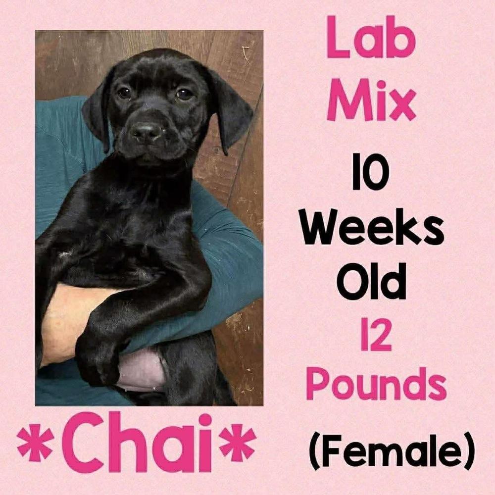 Enlarge Chai, a Adopted mixed breed in Amherst, NY image 1/1