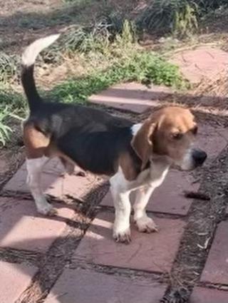 Enlarge Henry, a Adoptable Beagle in Raleigh, NC image 3/4