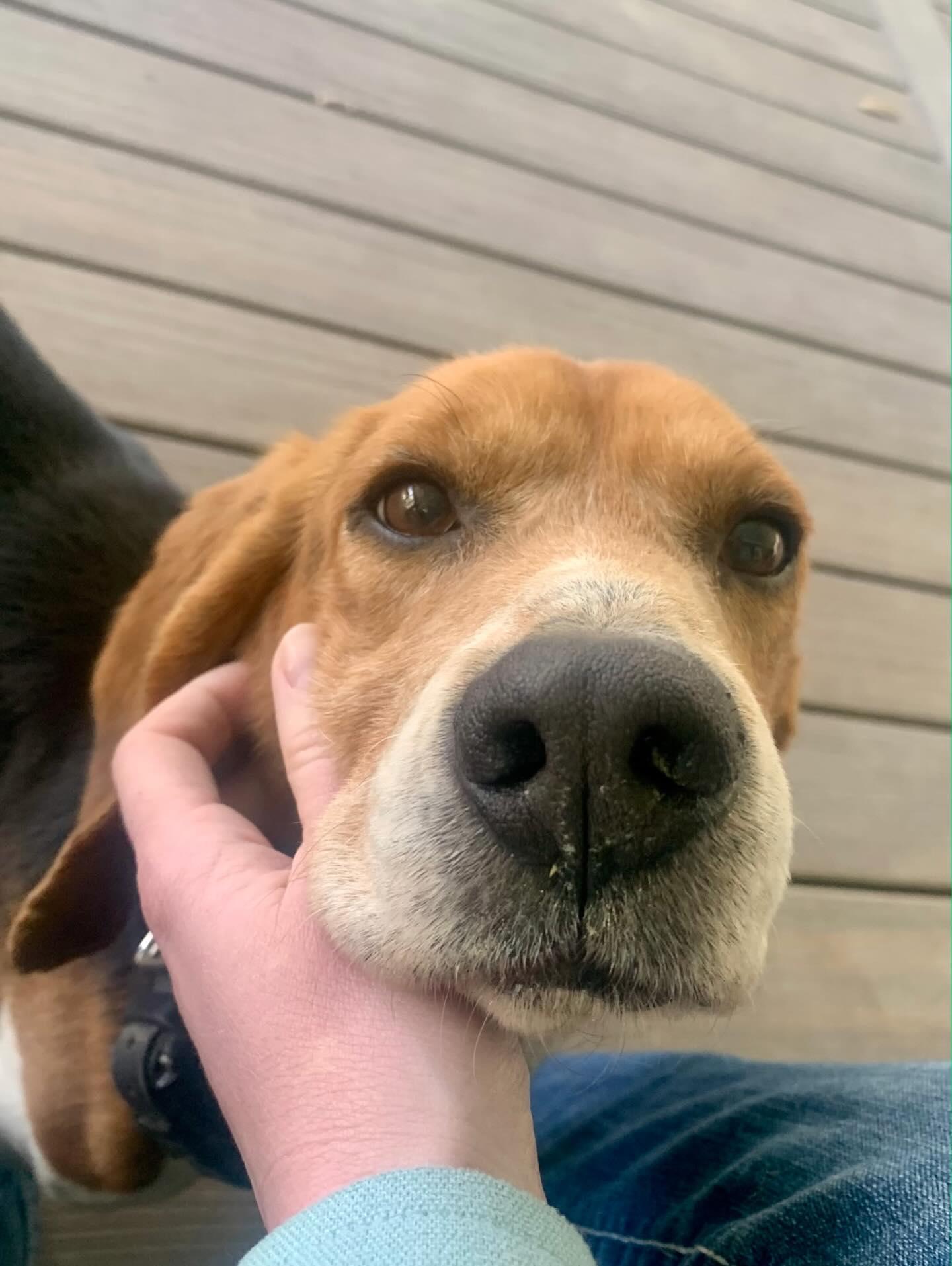 Enlarge Henry, a Adoptable Beagle in Raleigh, NC image 4/4