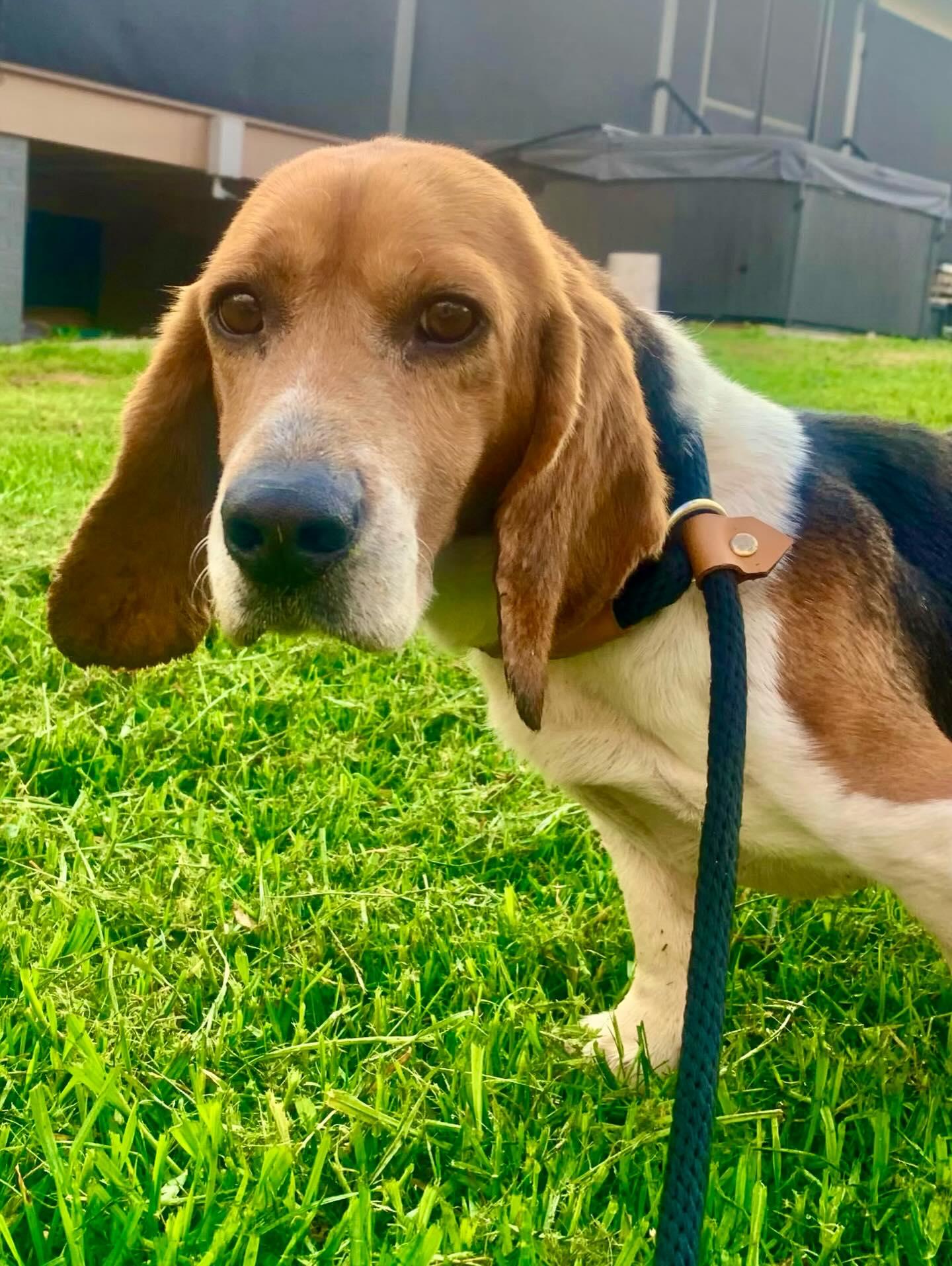 Henry, Adoptable, Adult Male Beagle.