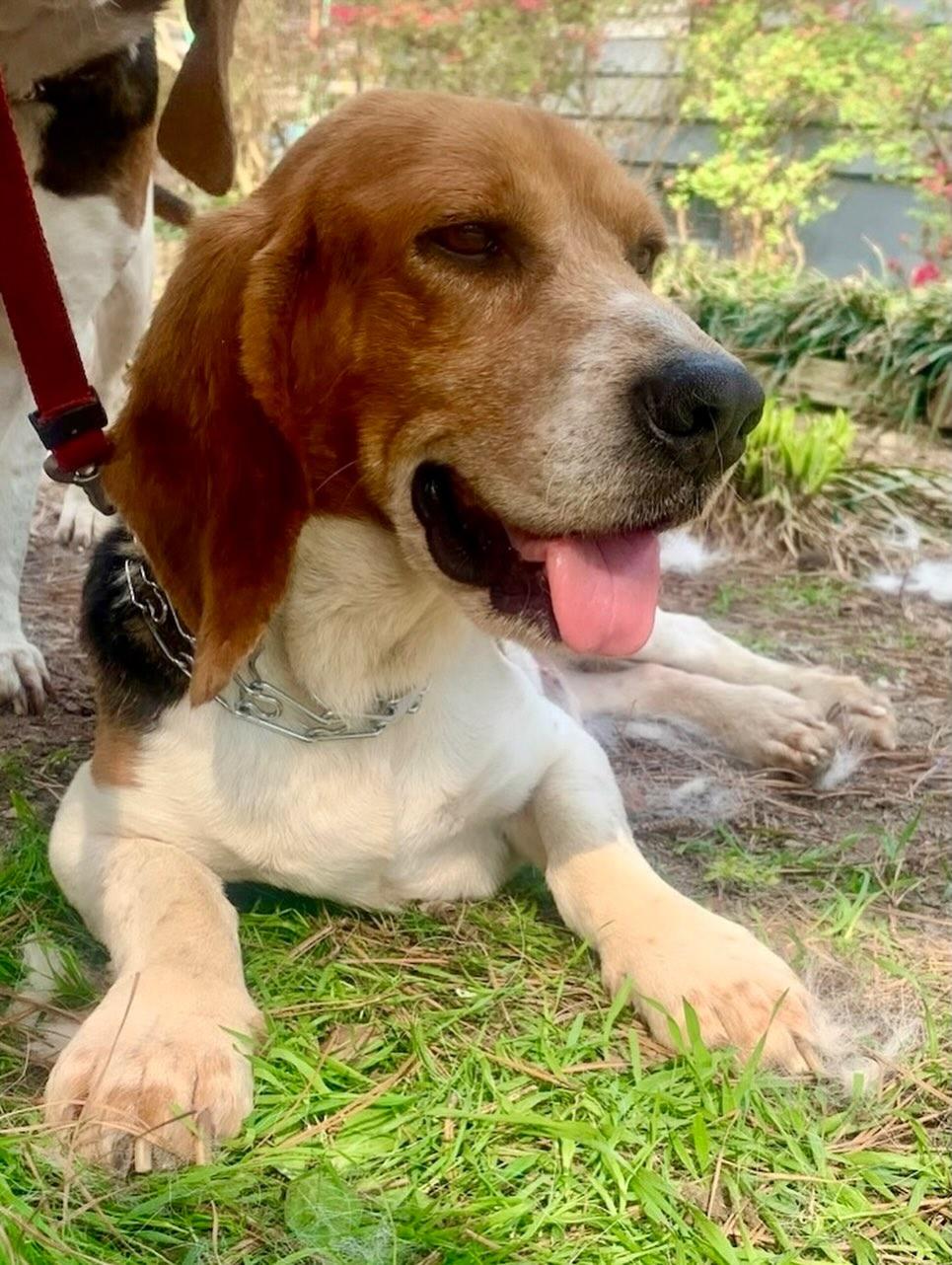 Enlarge Henry, a Adoptable Beagle in Raleigh, NC image 2/4