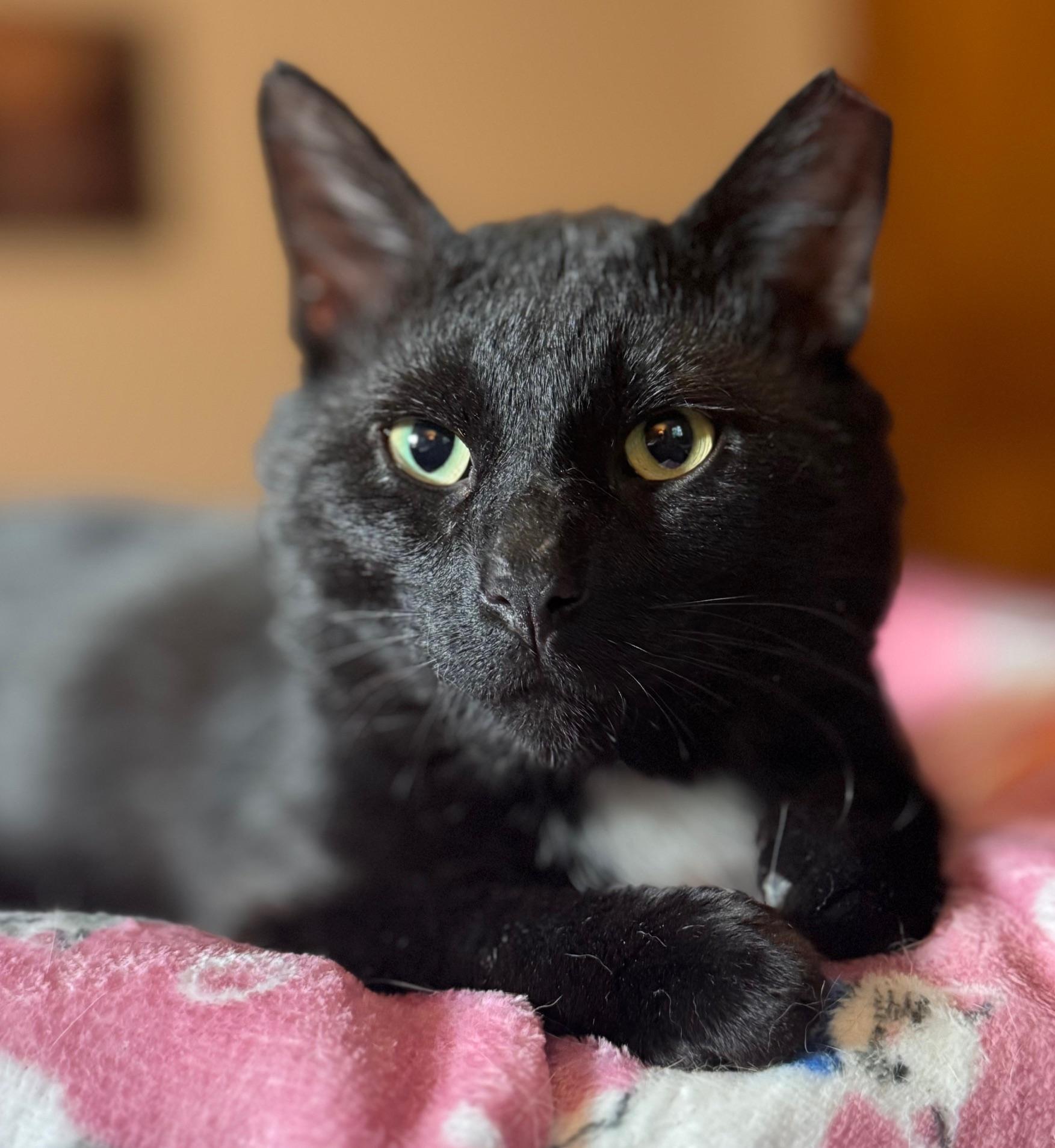Asher, ADOPTABLE, Adult Male Domestic Short Hair.