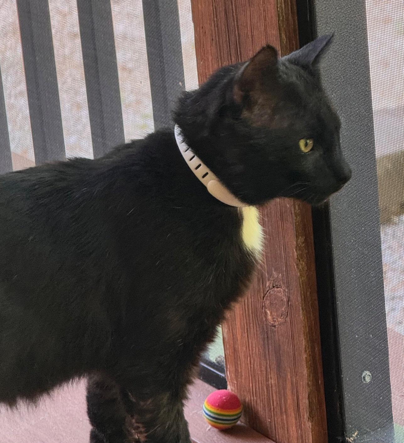 Enlarge Asher, a ADOPTABLE Domestic Short Hair in Sedalia, MO image 4/4