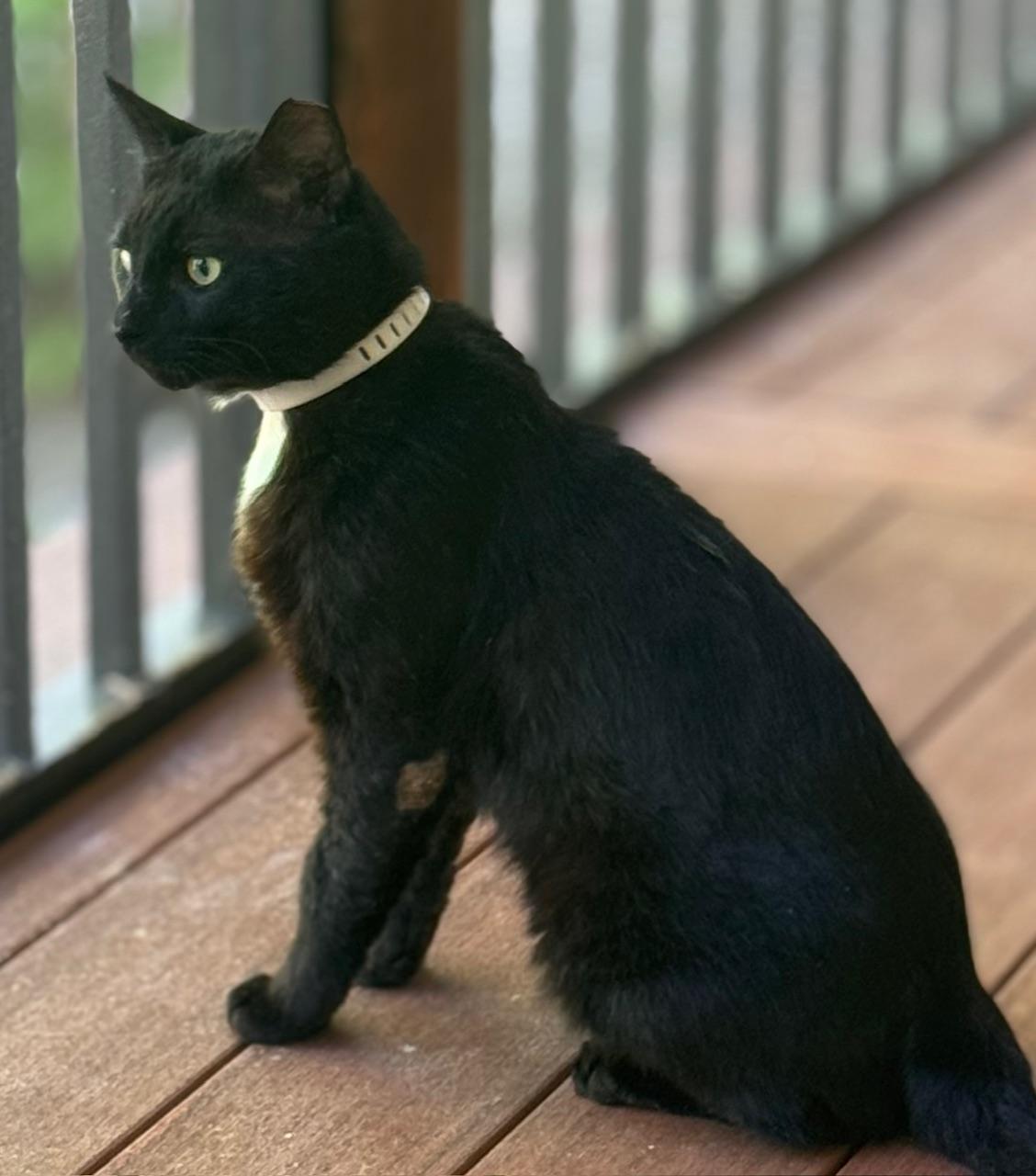 Enlarge Asher, a ADOPTABLE Domestic Short Hair in Sedalia, MO image 2/4
