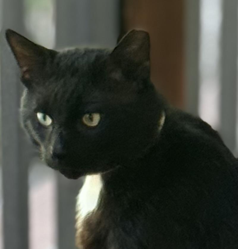 Enlarge Asher, a ADOPTABLE Domestic Short Hair in Sedalia, MO image 3/4