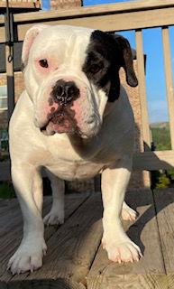 Enlarge IZZY-FUNNY, ADORABLE AMERICAN BULLDOG, a Adoptable American Bulldog in Atlanta, GA image 2/3