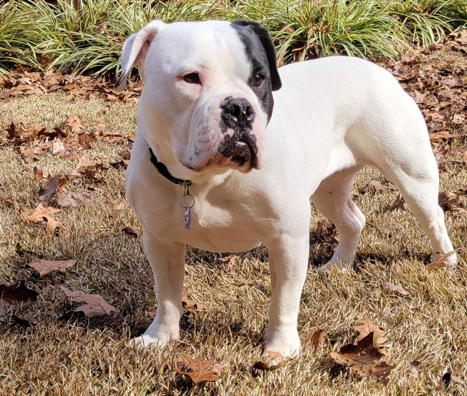 Enlarge IZZY-FUNNY, ADORABLE AMERICAN BULLDOG, a Adoptable American Bulldog in Atlanta, GA image 3/3