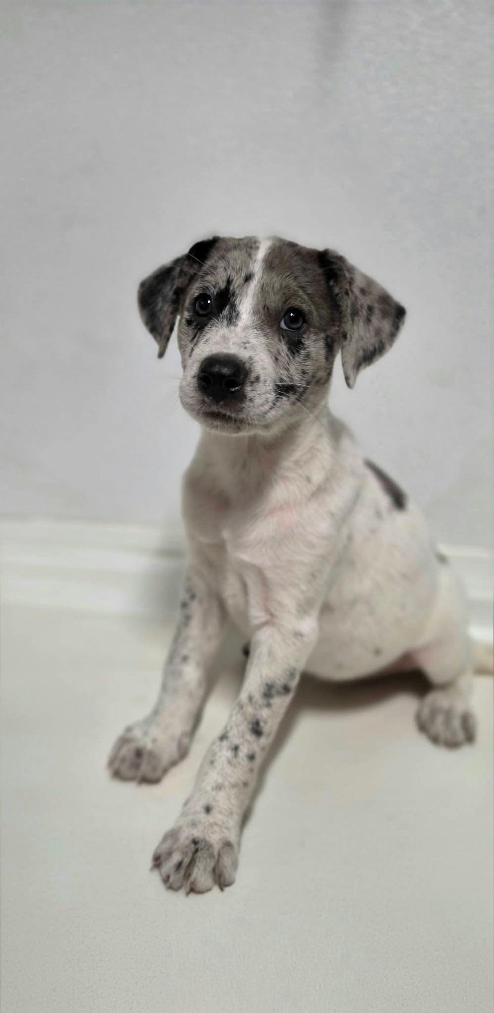 Enlarge Harrison, a Adoptable Mixed Breed in Argyle, NY image 2/2