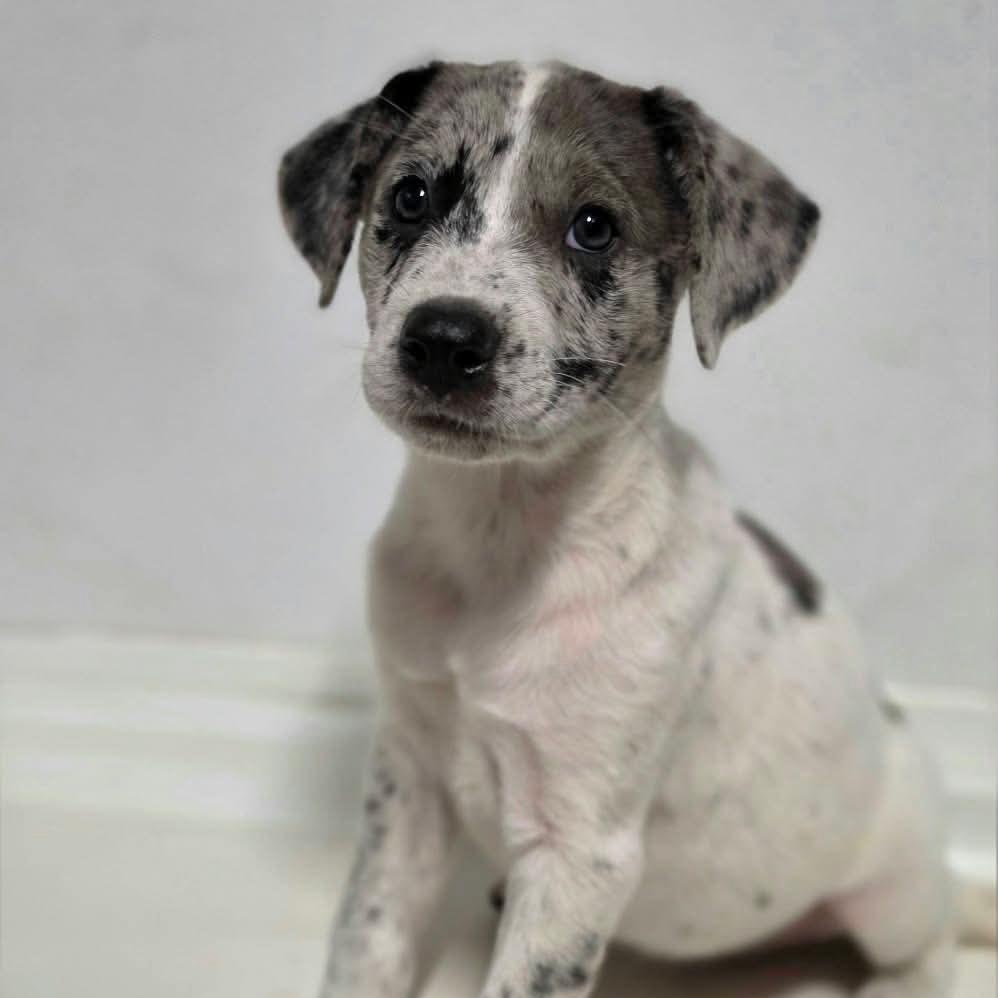 Enlarge Harrison, a Adoptable Mixed Breed in Argyle, NY image 1/2