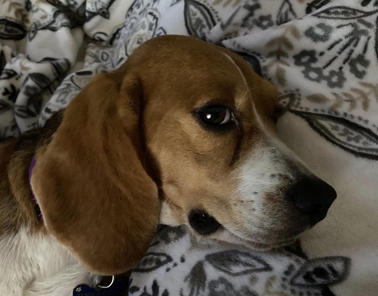 Enlarge Lovely, a Adopted Beagle in Tampa, FL image 1/3