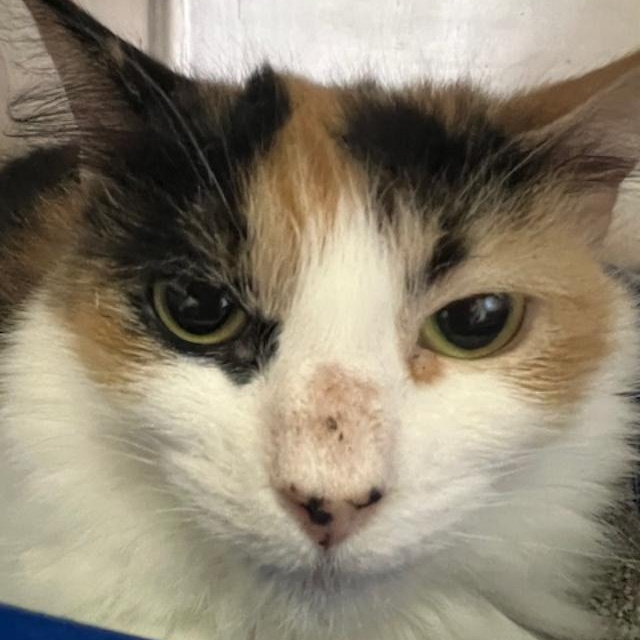 Apples, Senior Female Domestic Long Hair