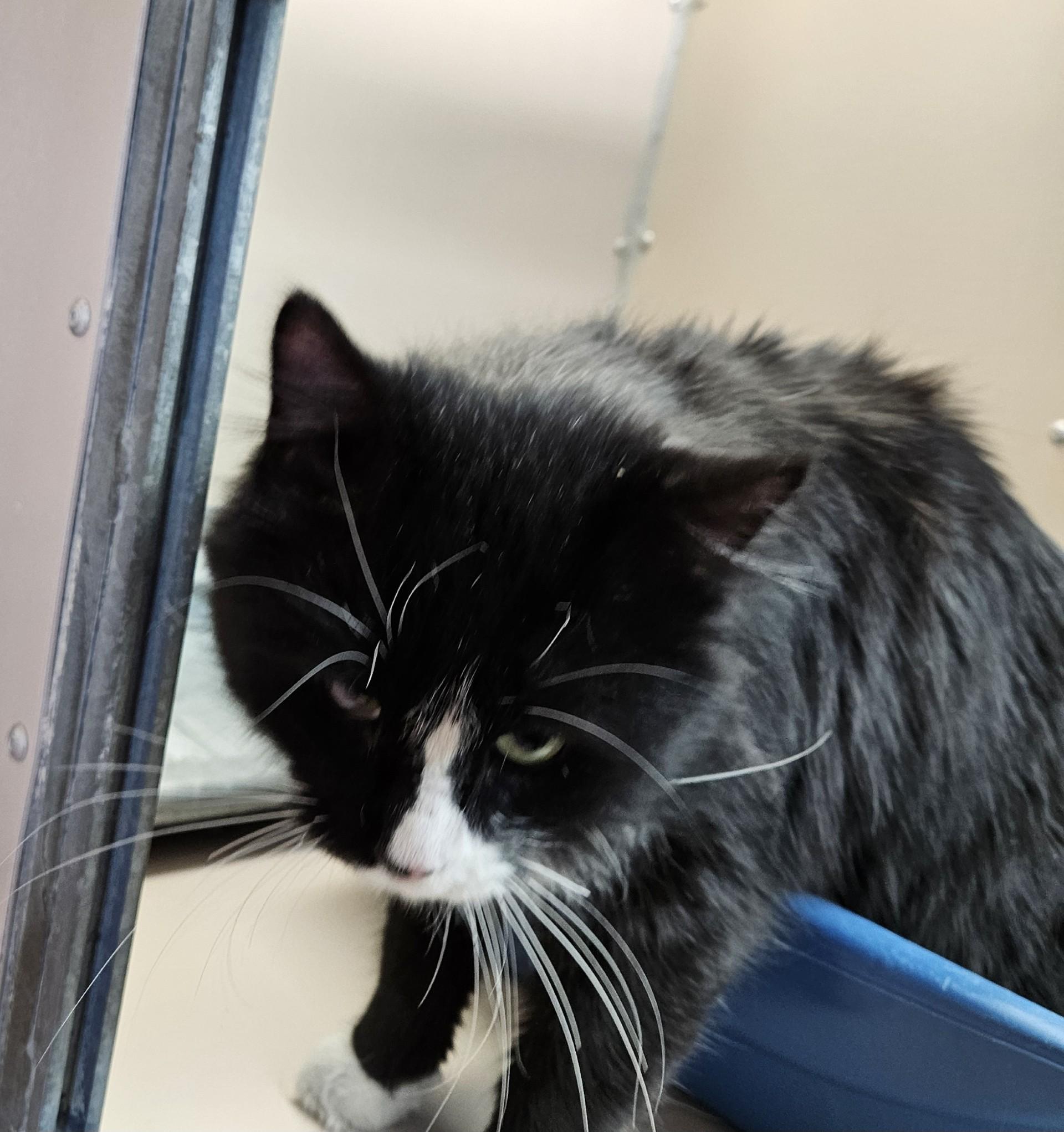 6000825, a ADOPTABLE Domestic Long Hair in Elko, NV image 2/2
