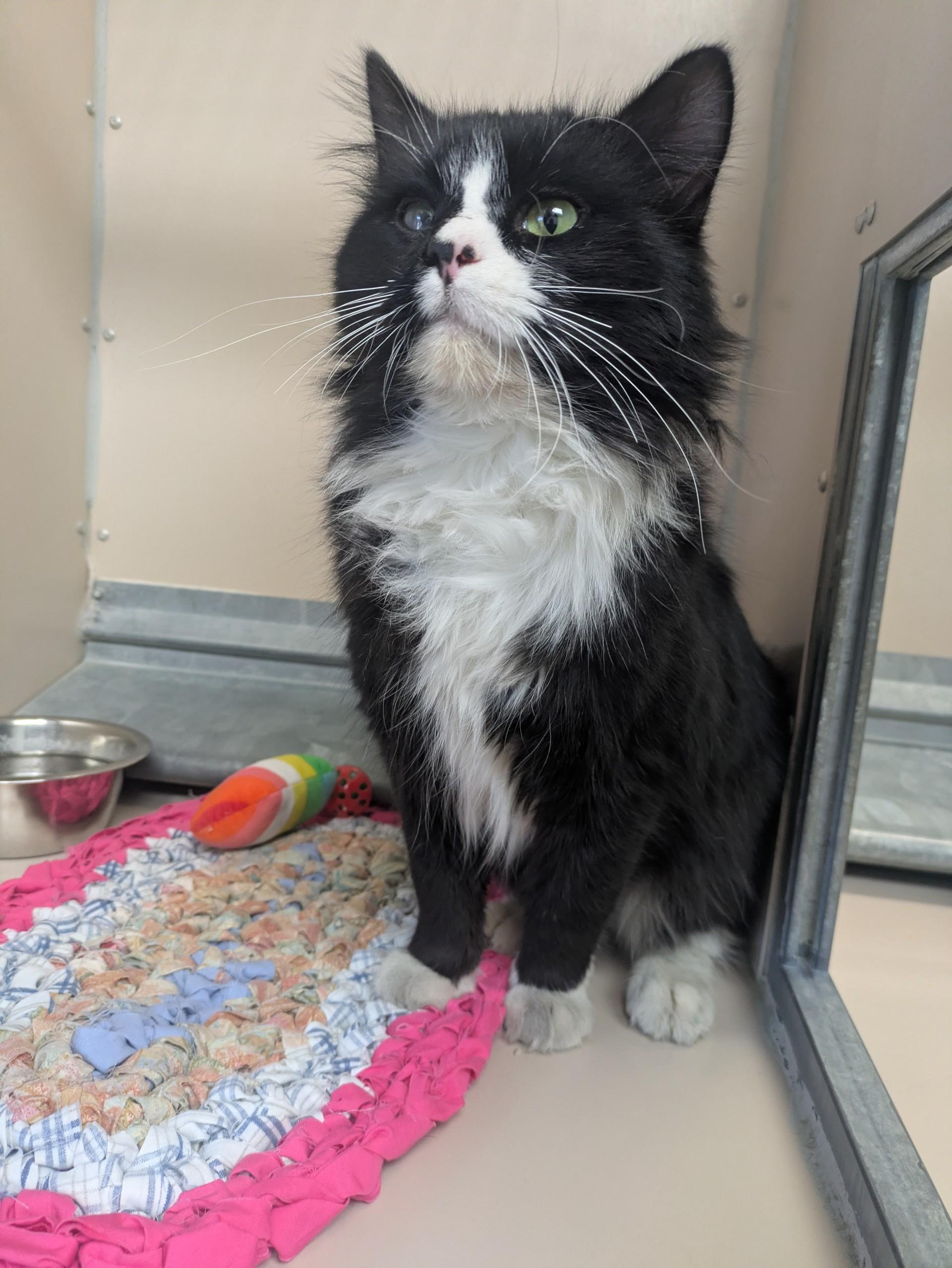 6000825, a ADOPTABLE Domestic Long Hair in Elko, NV image 1/2