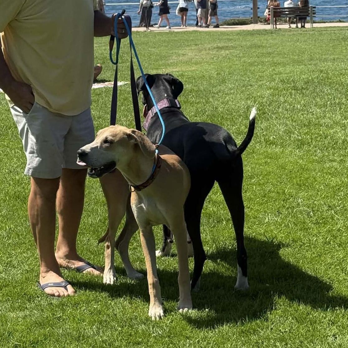 Enlarge Lainey Mae, an adopted Great Dane in Tehachapi, CA image 6/6