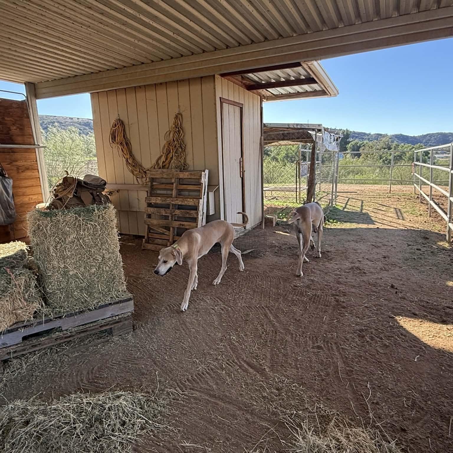 Enlarge Lainey Mae, an adopted Great Dane in Tehachapi, CA image 5/6