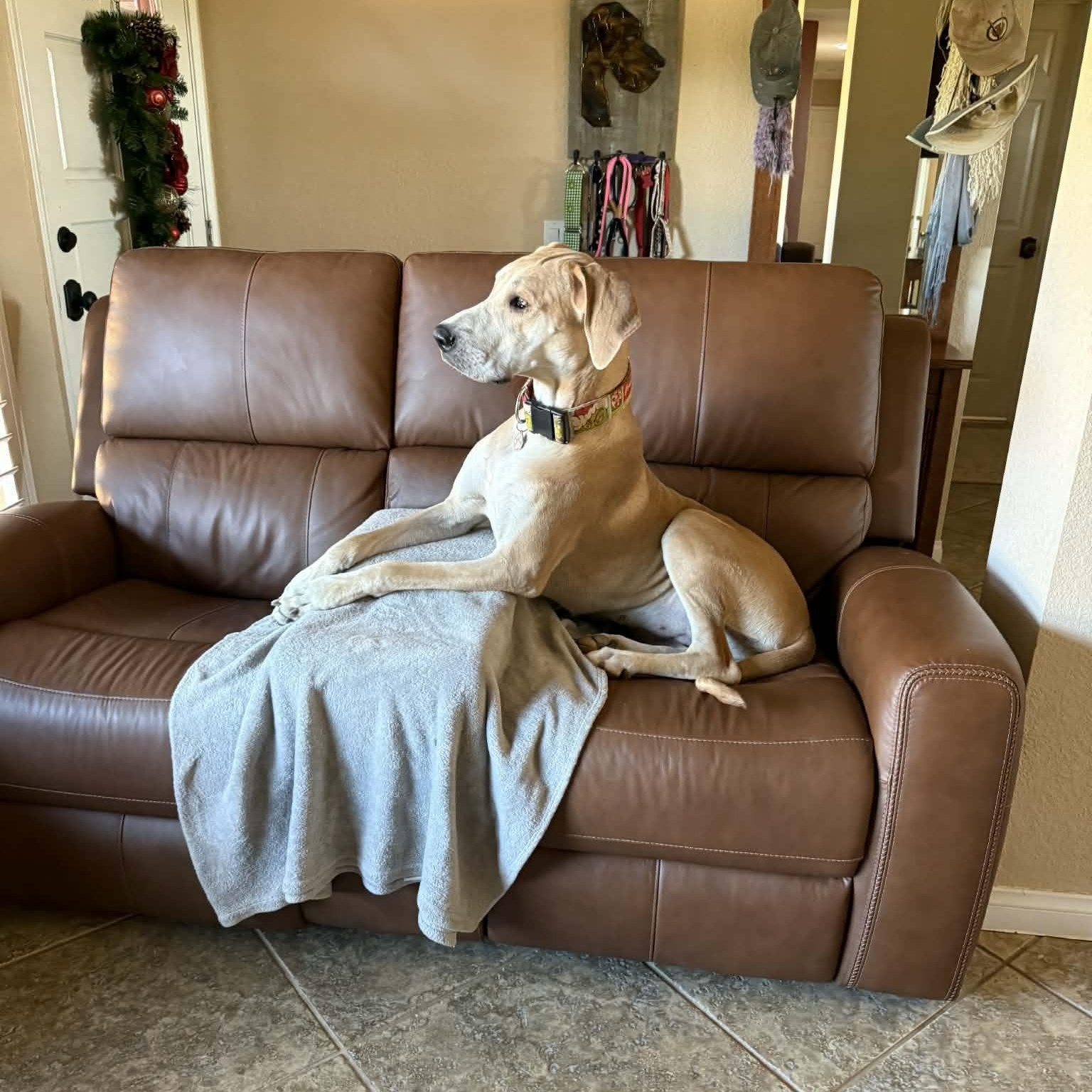 Enlarge Lainey Mae, an adopted Great Dane in Tehachapi, CA image 3/6