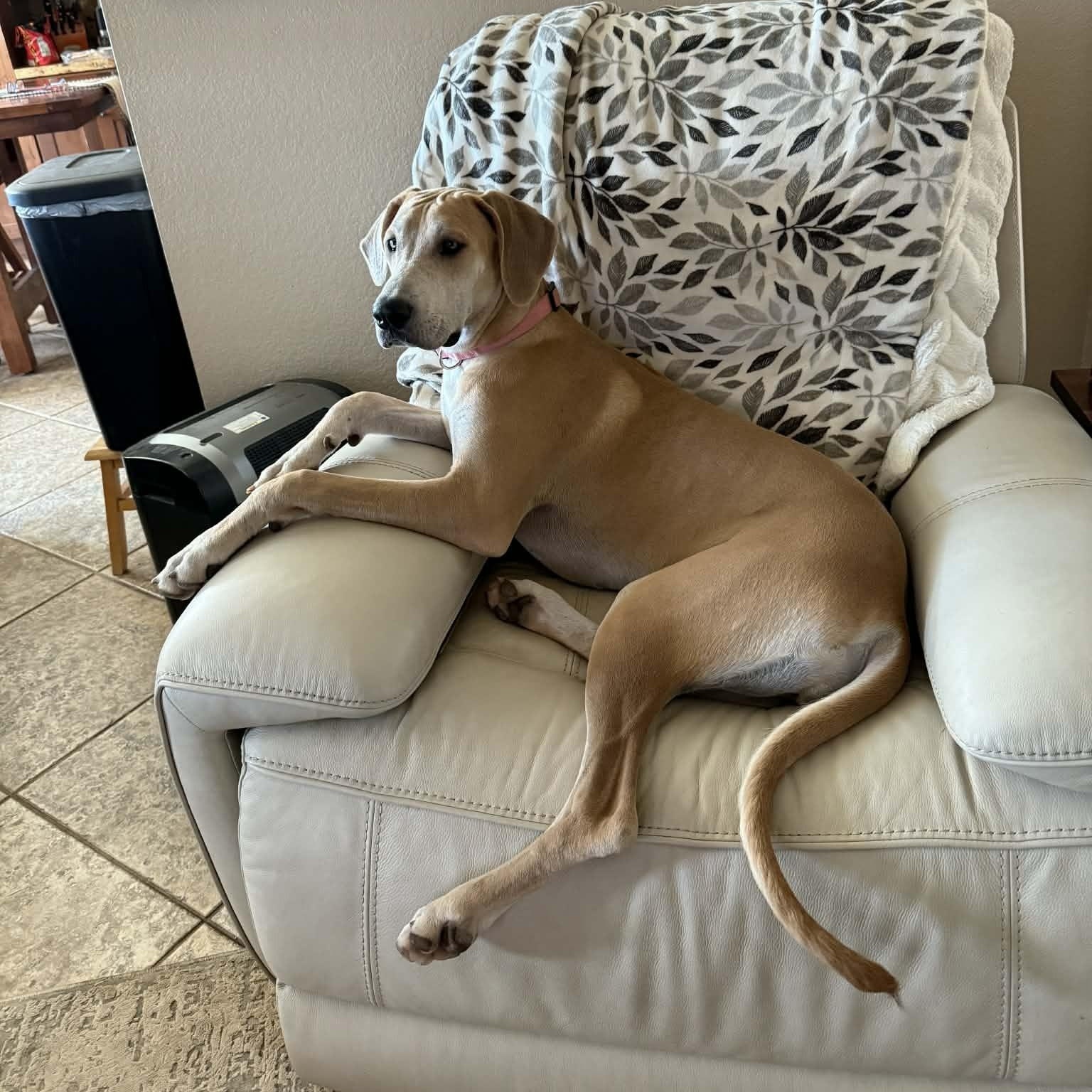 Enlarge Lainey Mae, an adopted Great Dane in Tehachapi, CA image 1/6